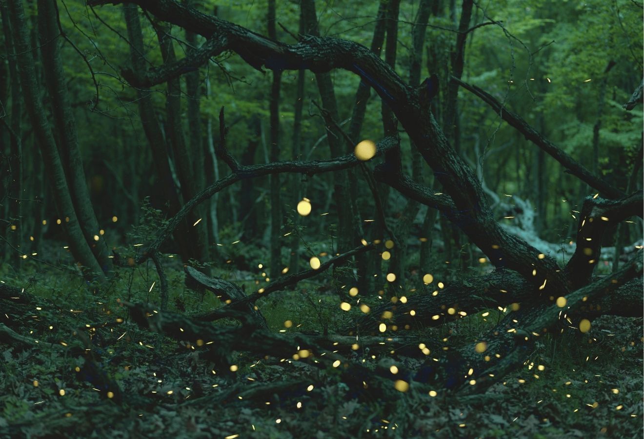 Luz Viva: A Experiência dos Pirilampos
